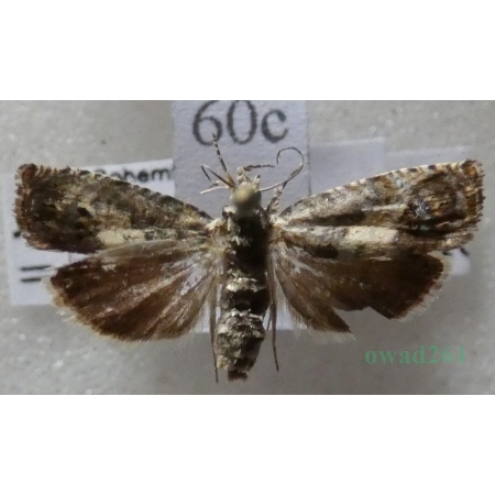 Pammene fasciana (Linnaeus, 1761) Czech60c